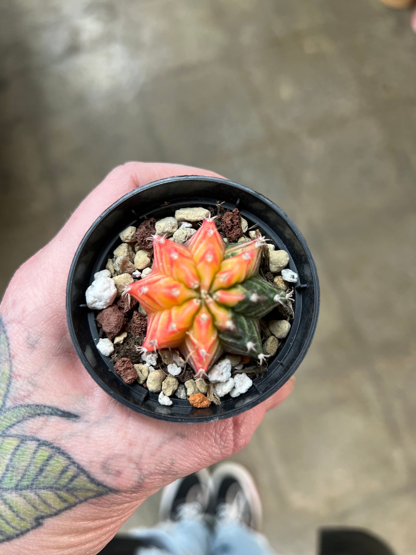 Gymnocalycium Mihanovichii Panaché