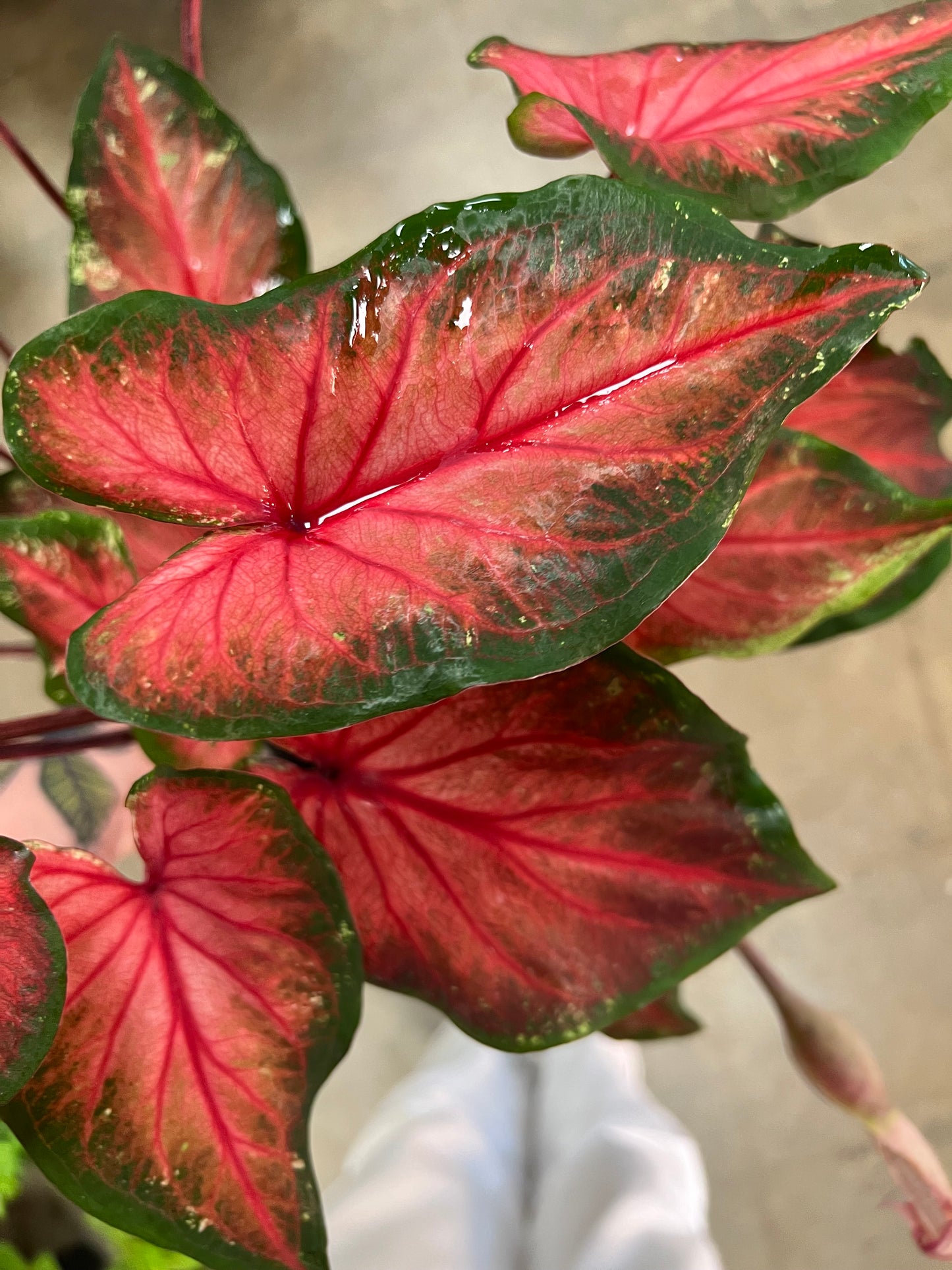 Caladium Hortulatum Asst.