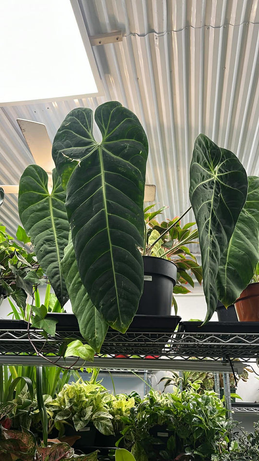 Anthurium Marmoratum