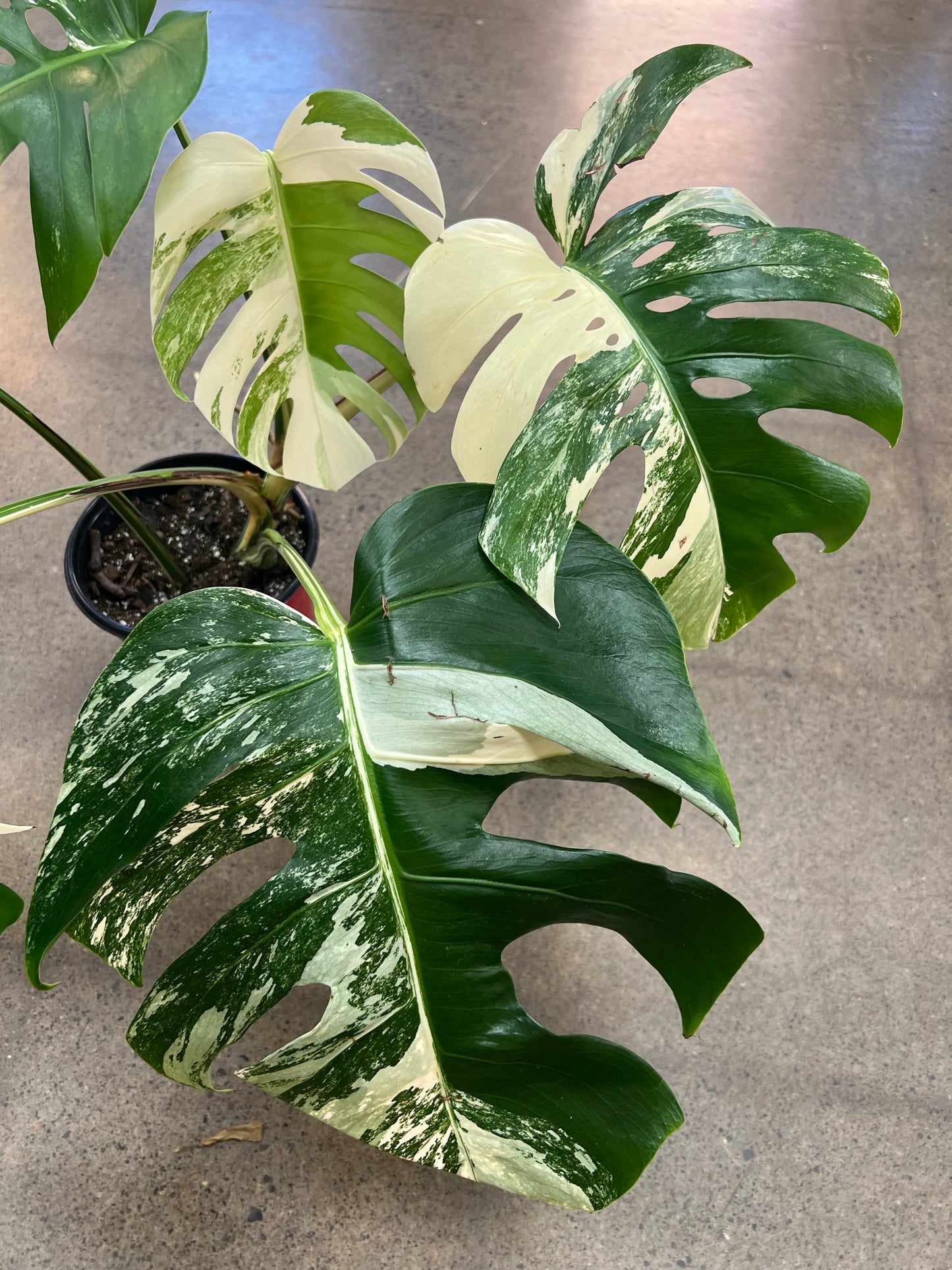 Monstera Albo #20