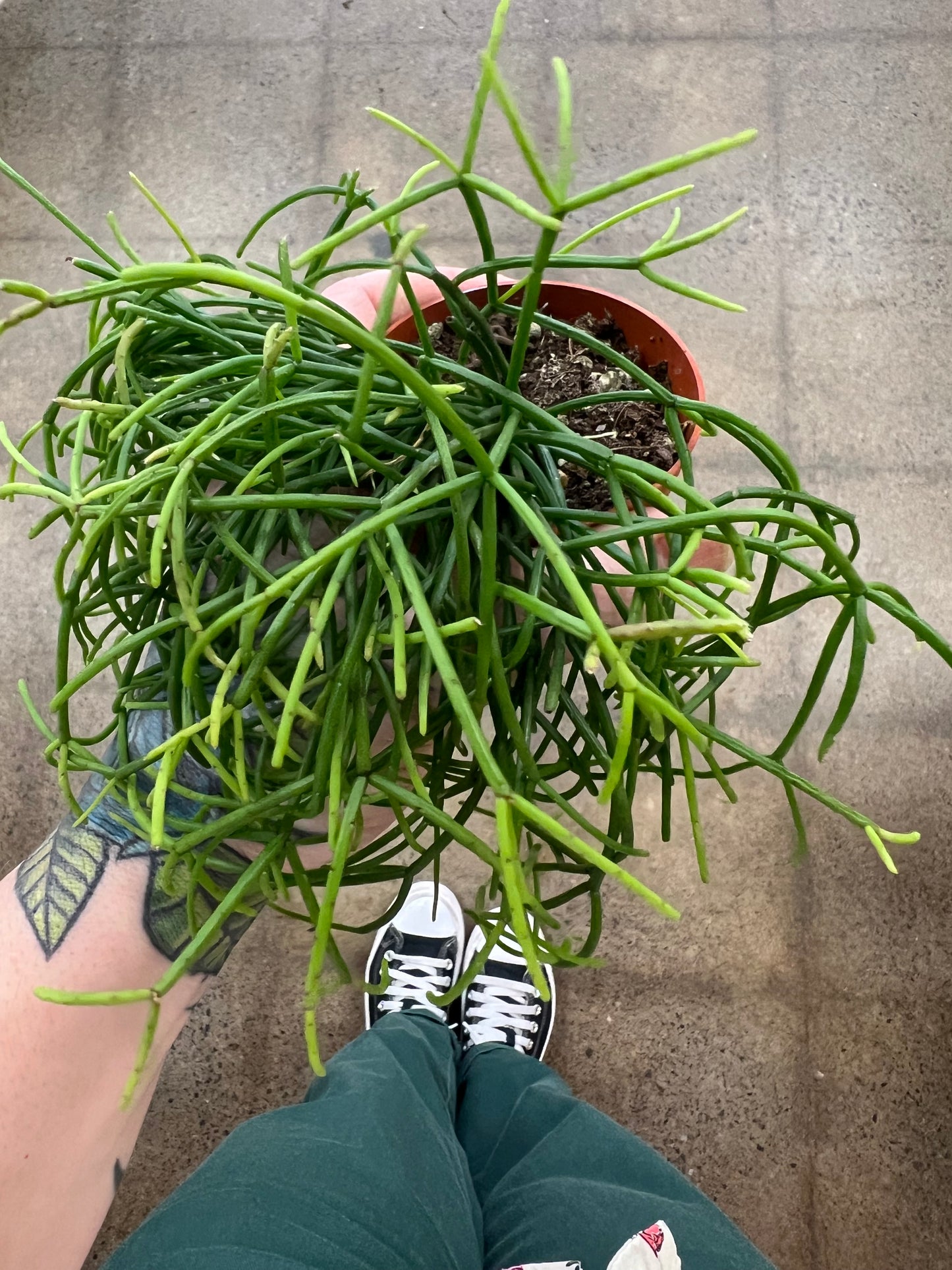 Rhipsalis Asst.