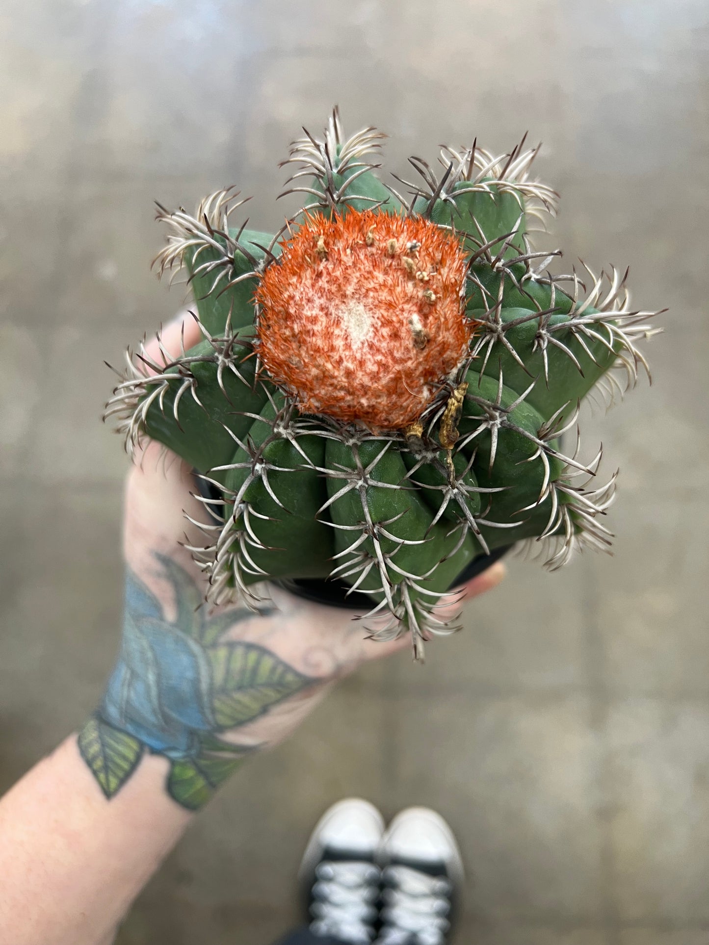 Melocactus Matanzanus