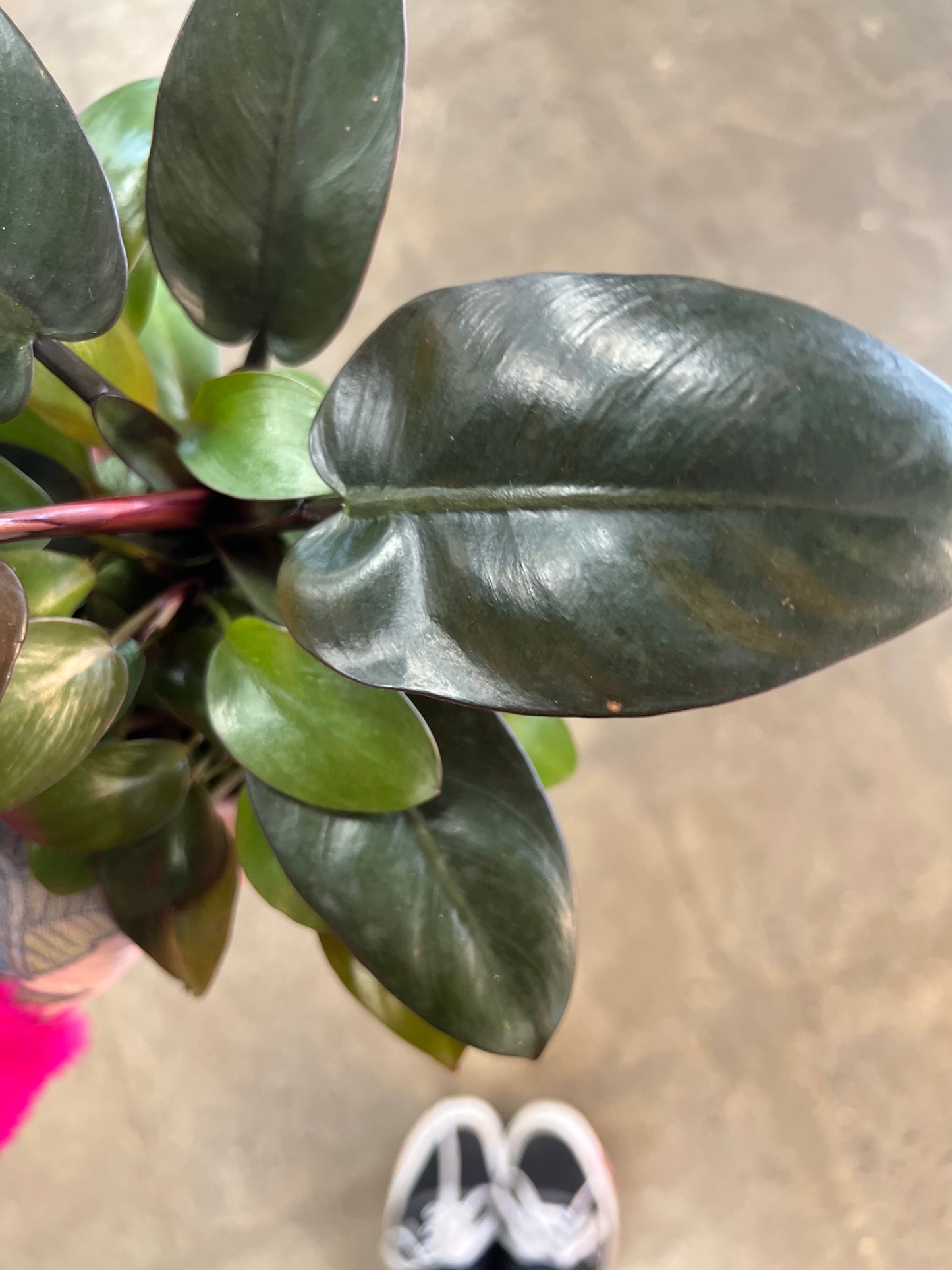 Philodendron Black Cardinal