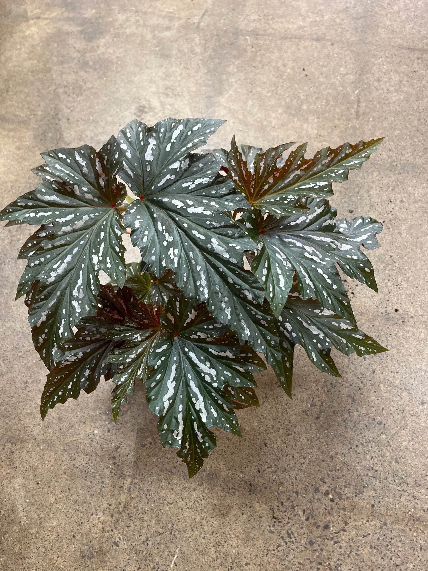 Bégonia Silver Mist 4ppp