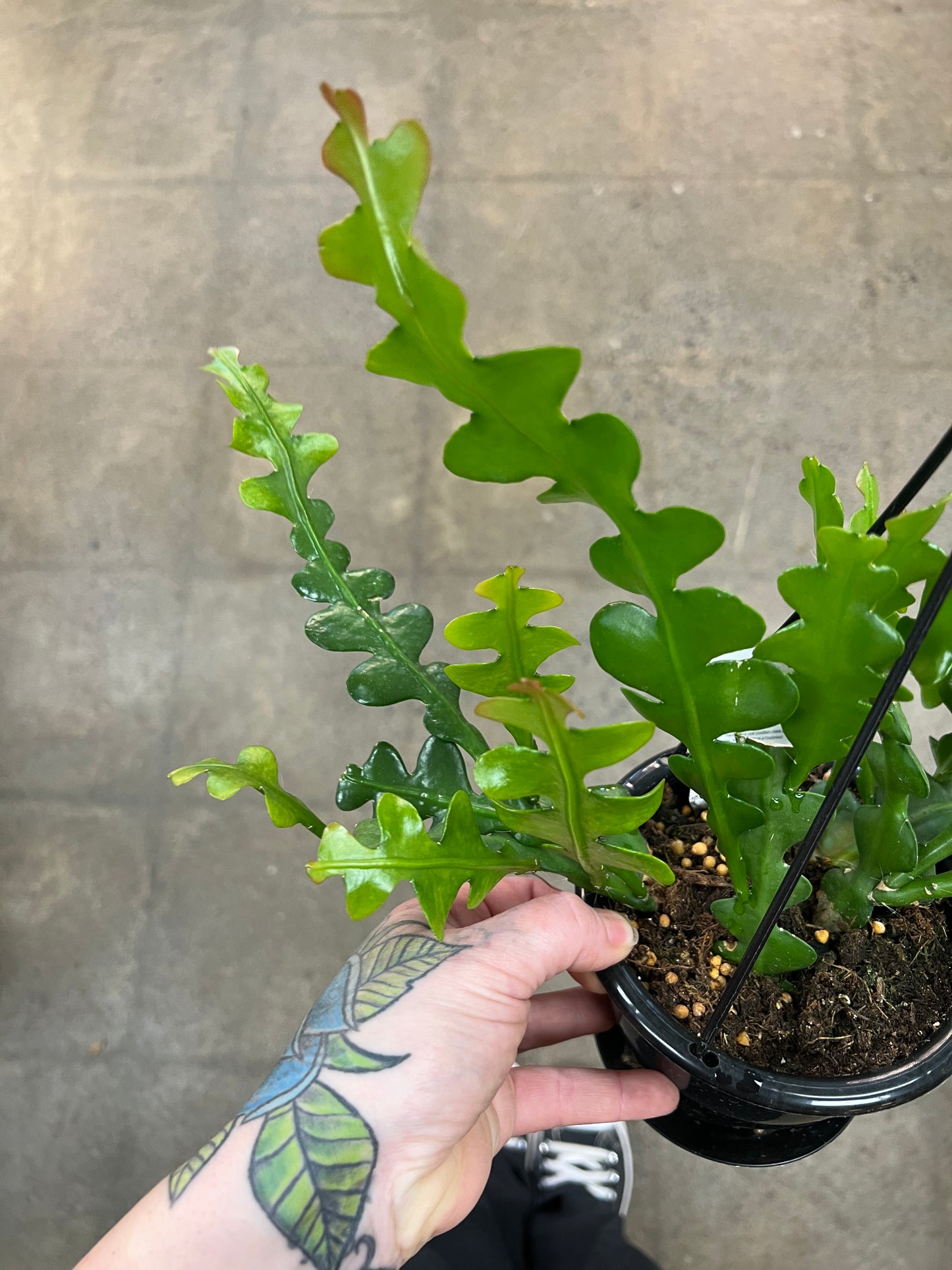 Cactus Zig Zag (Epiphyllum Anguliger)