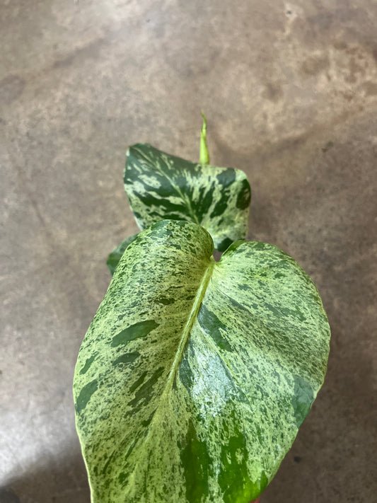 Monstera Bulbasaur
