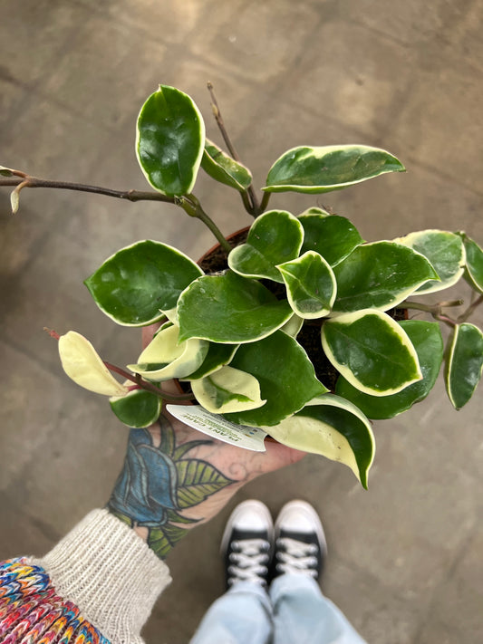 Hoya Krimson Queen