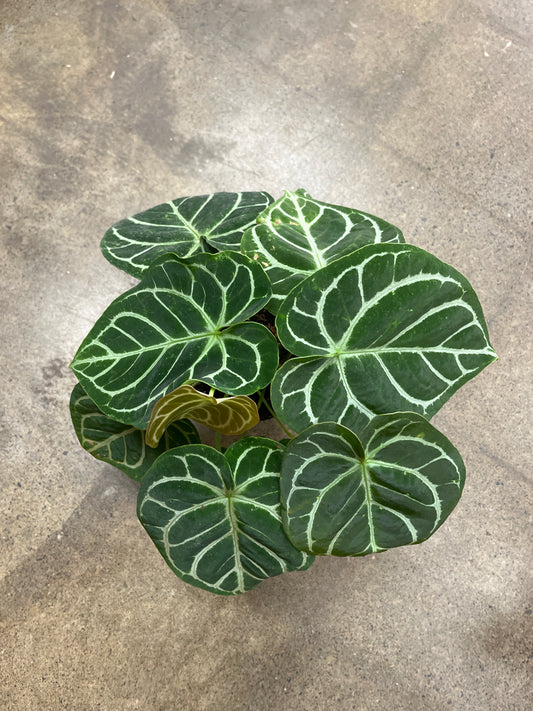 Anthurium Crystallinum Magnificum