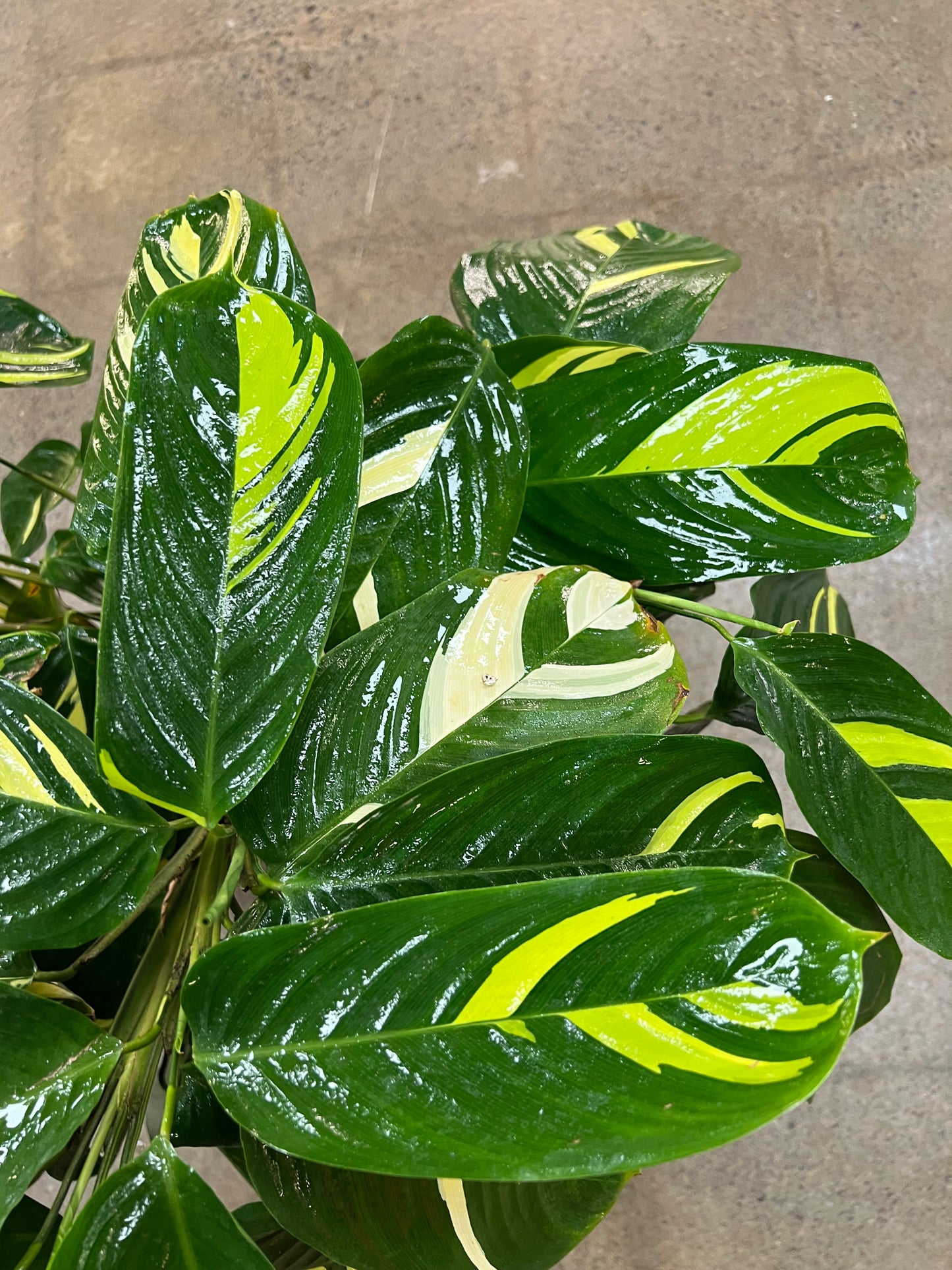 Ctenanthe Lubbersii