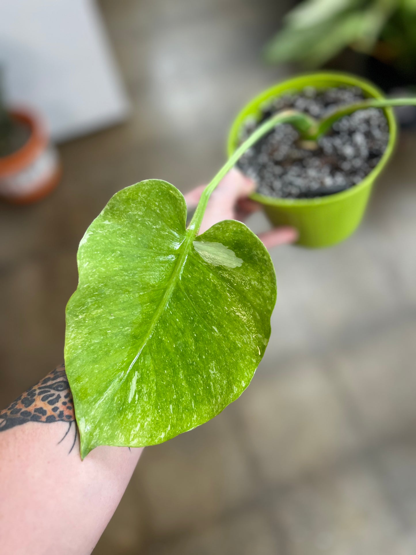 Monstera Thaï Platinum