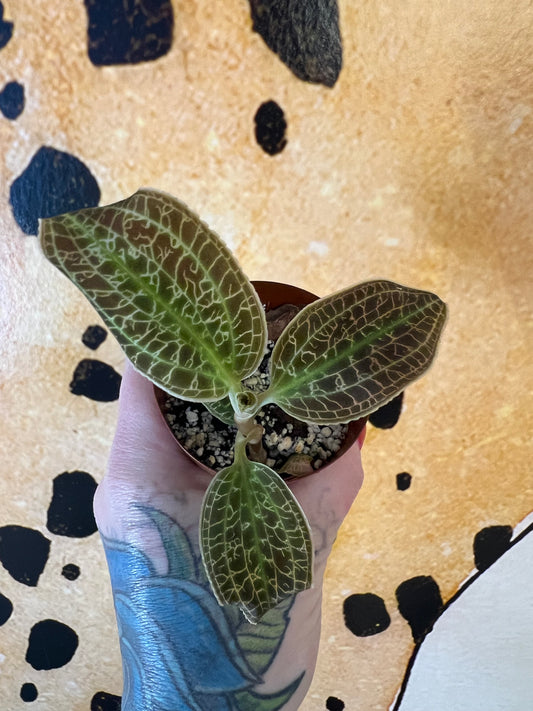 Jewel Orchid Macodes Sanderiana