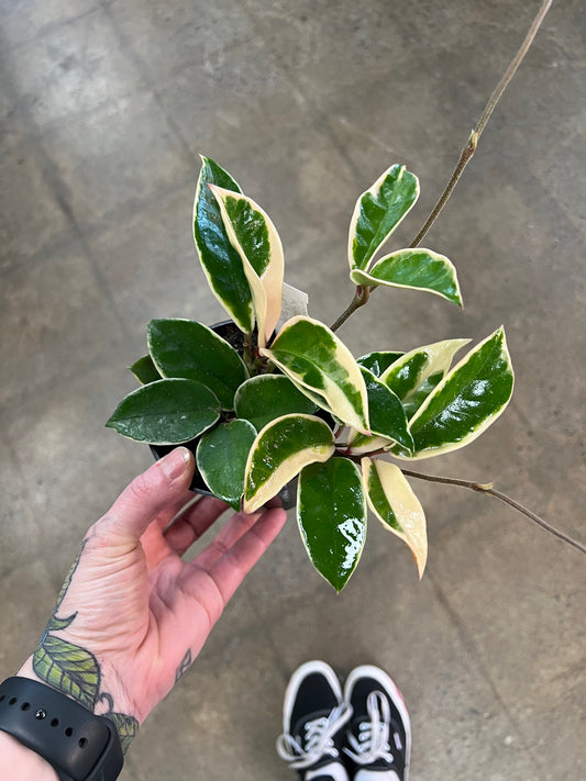 Hoya Krimson Queen