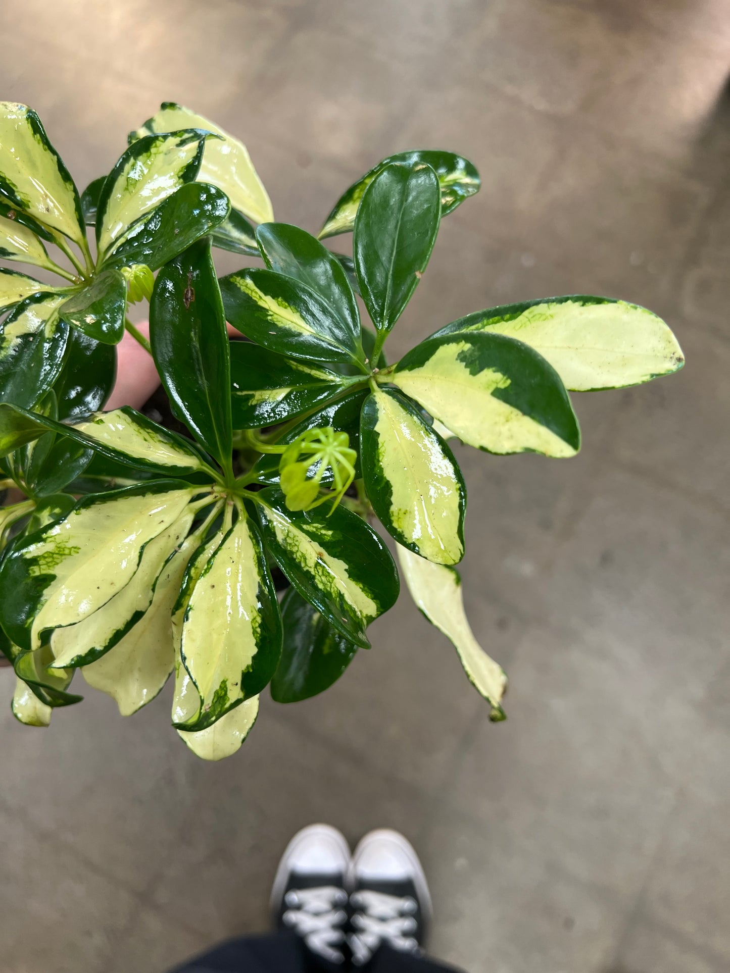 Schefflera Ivory