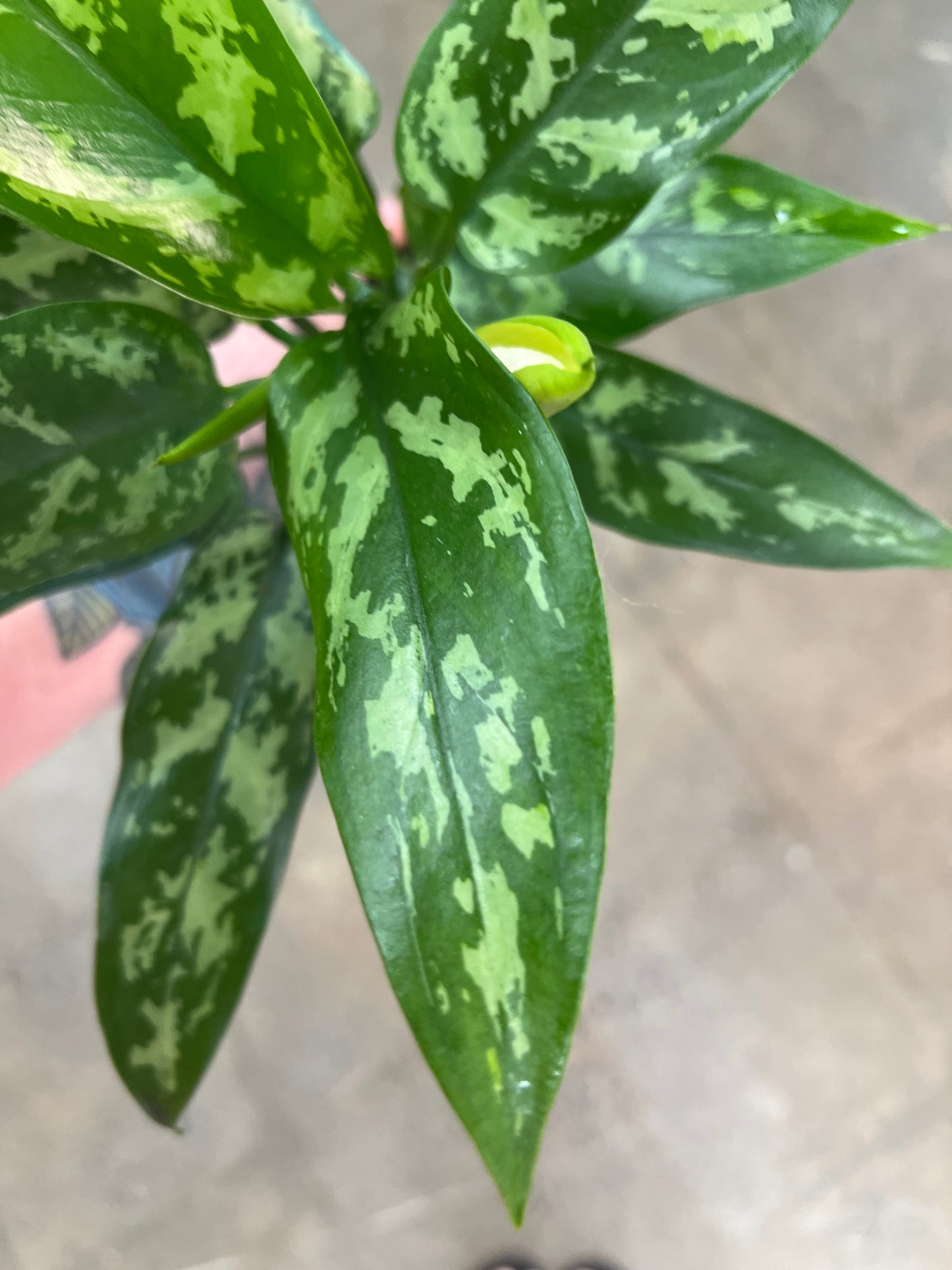 Aglaonema Maria Christina