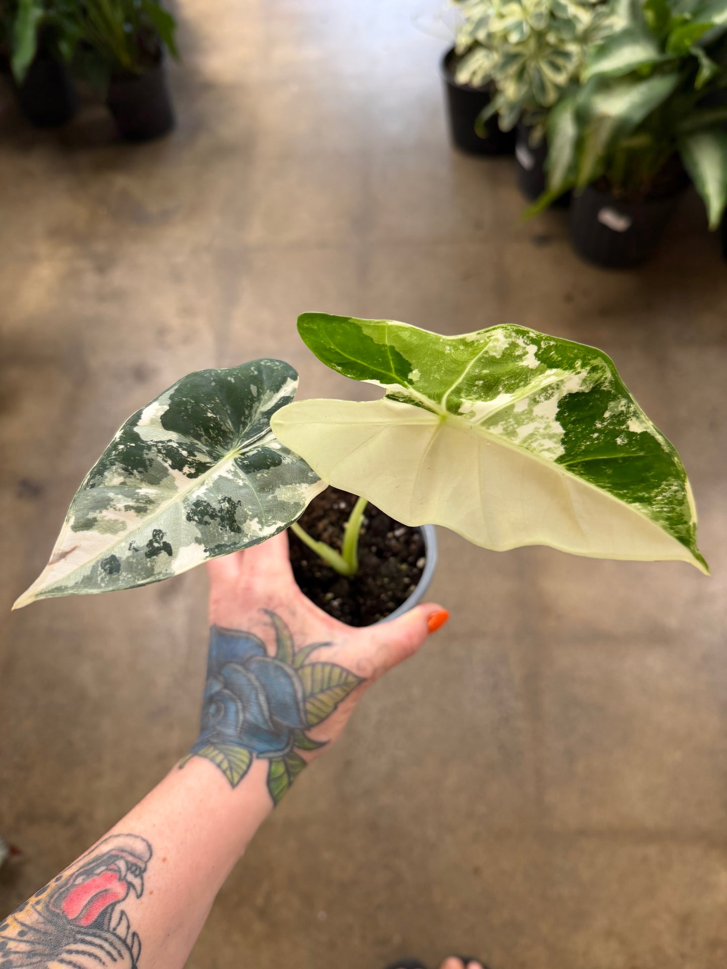 Alocasia Frydek Variegated