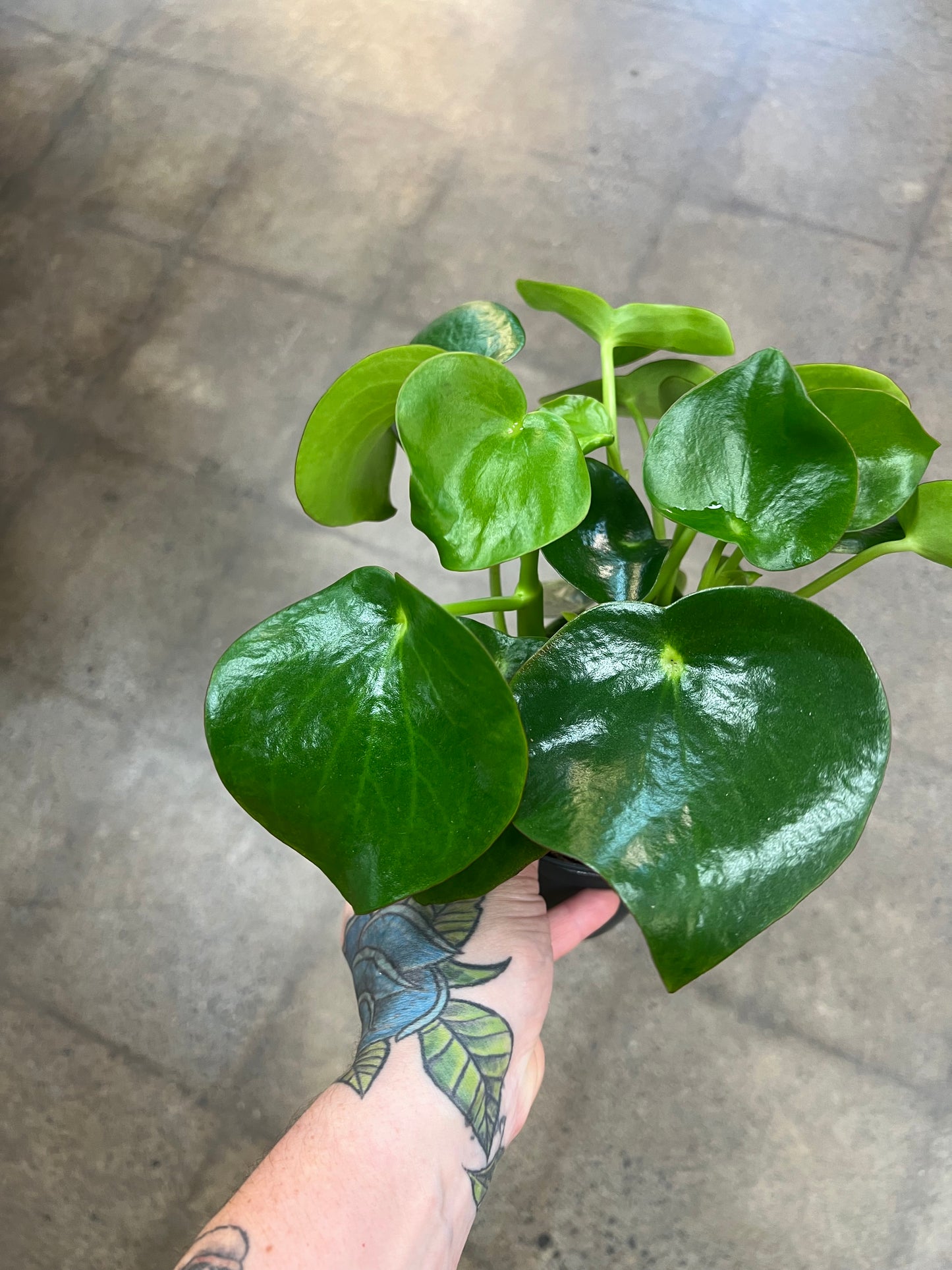 Peperomia Raindrop