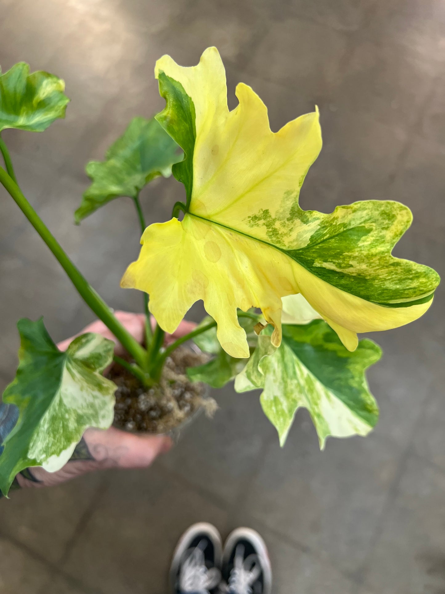 Philodendron Selloum Variegated