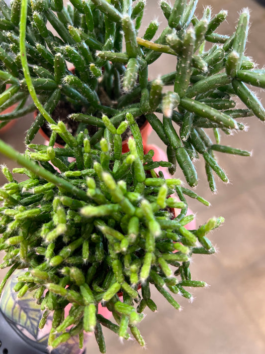 Rhipsalis Hatiora