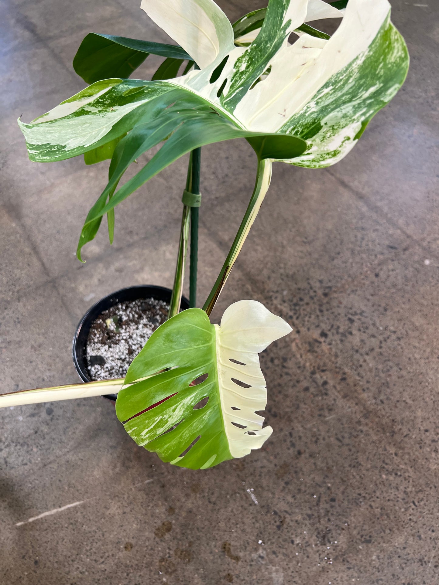 Monstera Albo #22