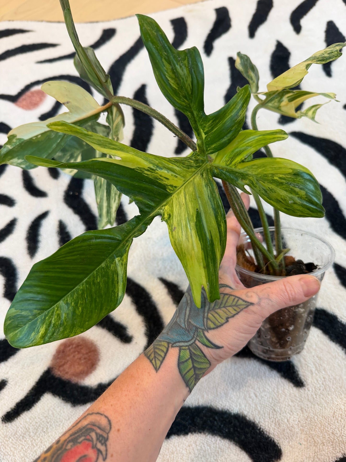 Philodendron Florida Beauty Variegated Large #3