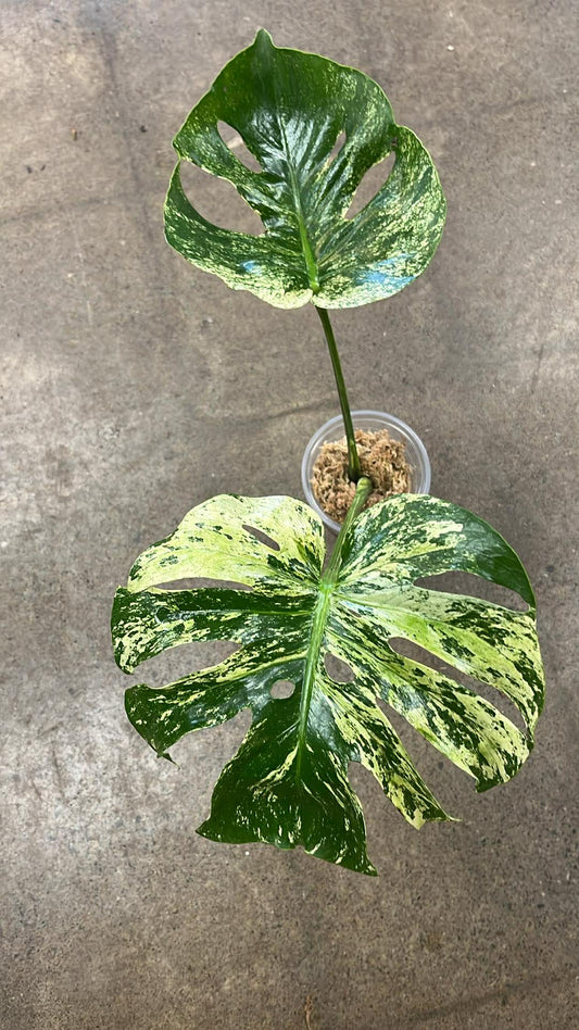 Monstera Siam Mint #1