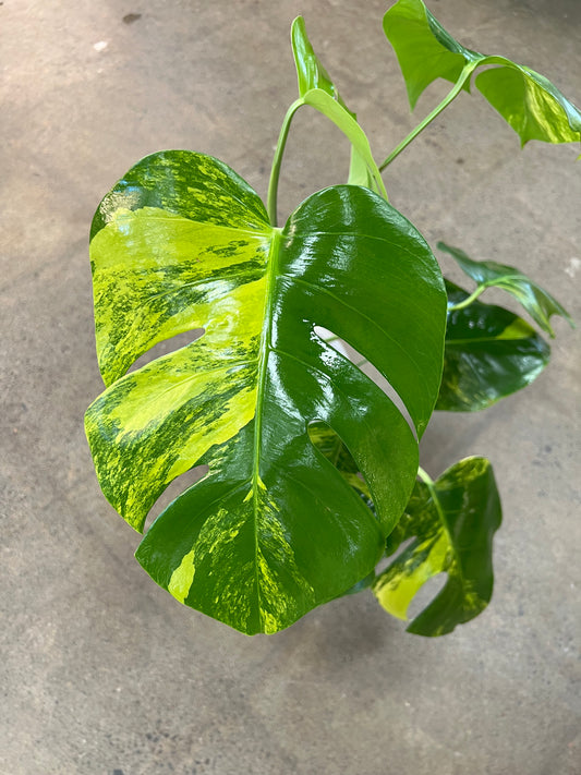 Monstera Aurea