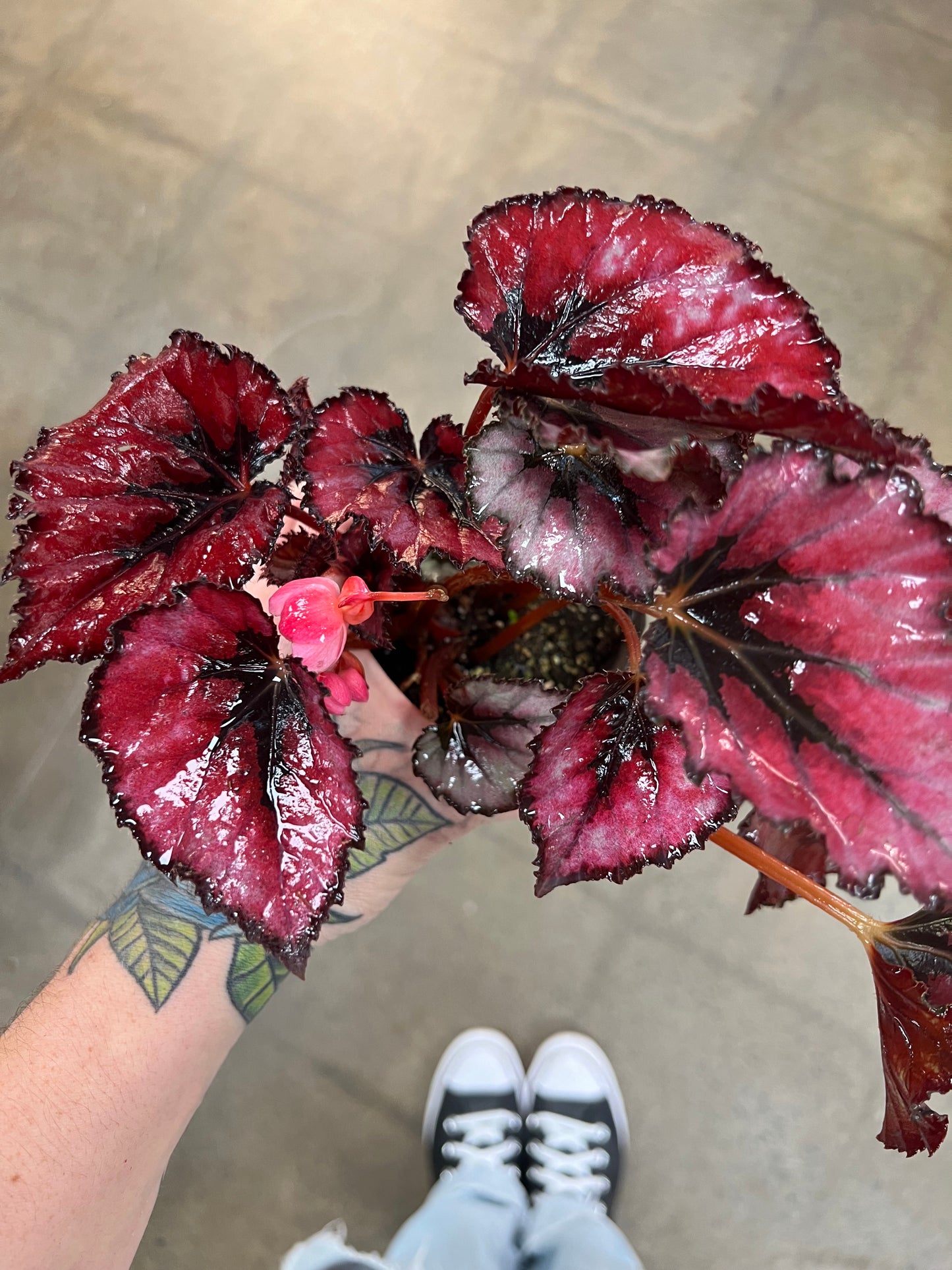 Bégonia Red Ruby