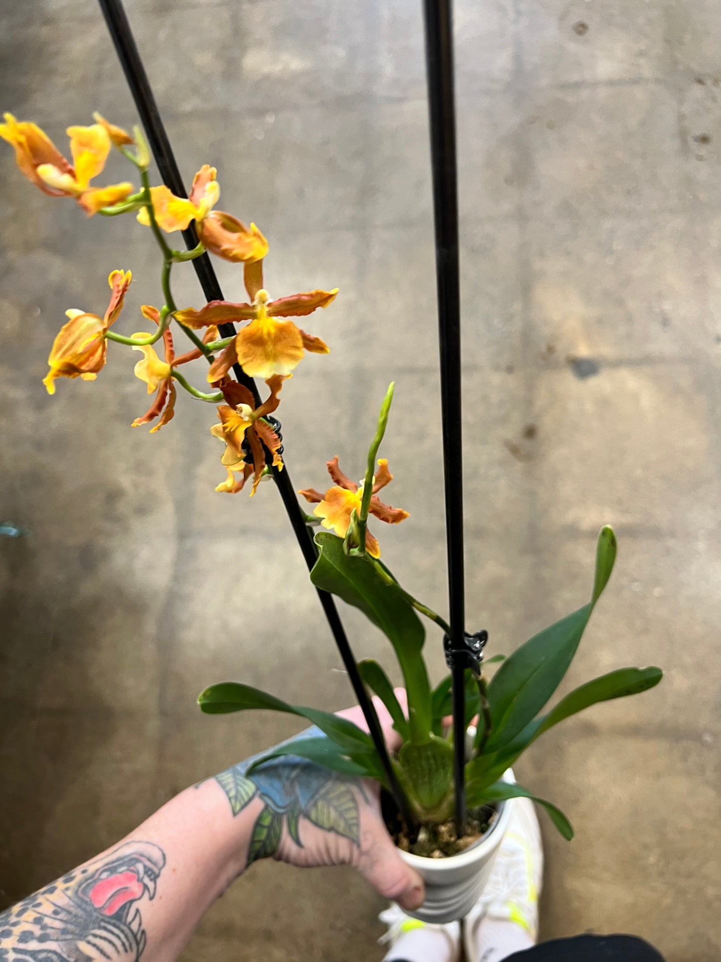 Oncidium orchid