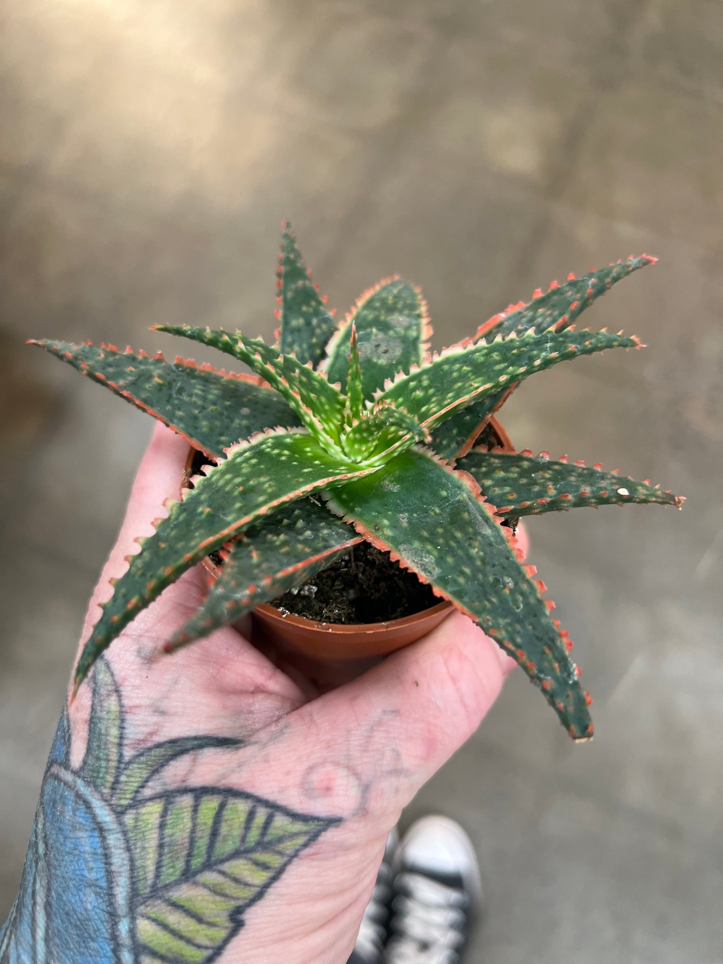 Aloe Christmas Carol