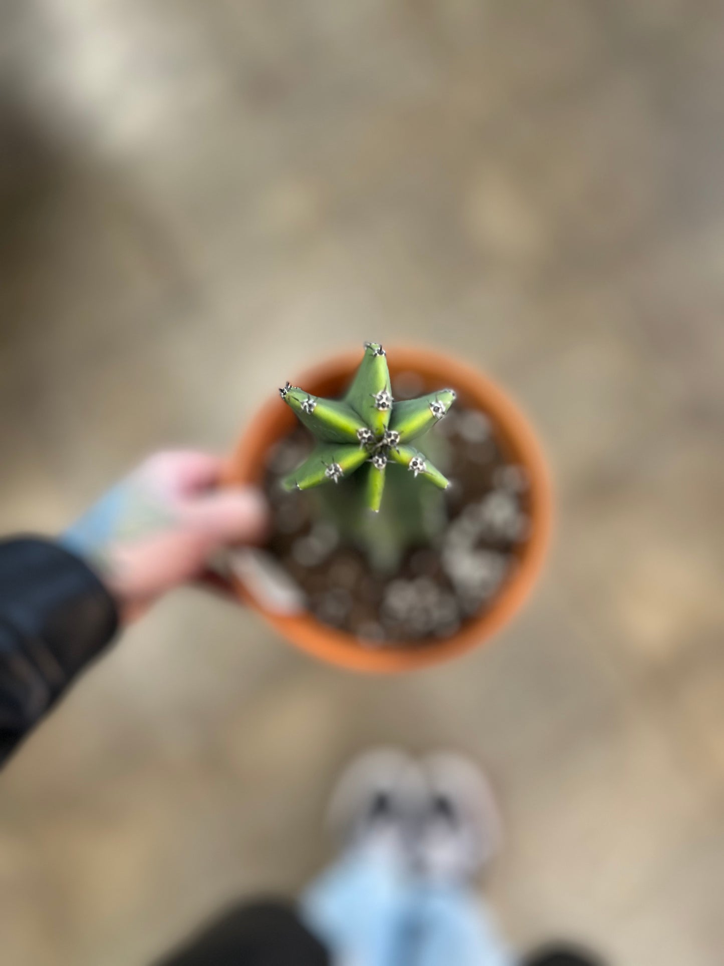 Cactus grès