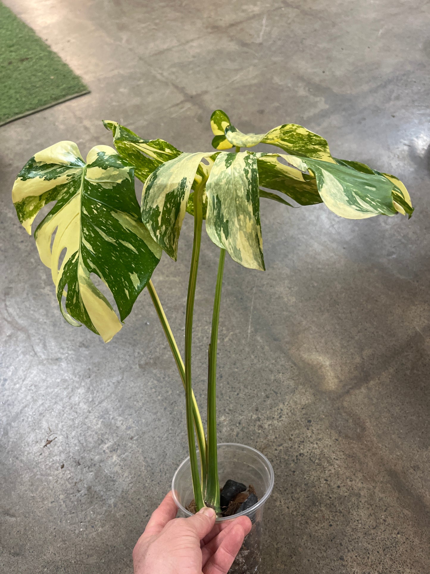 Monstera Crème Brulée
