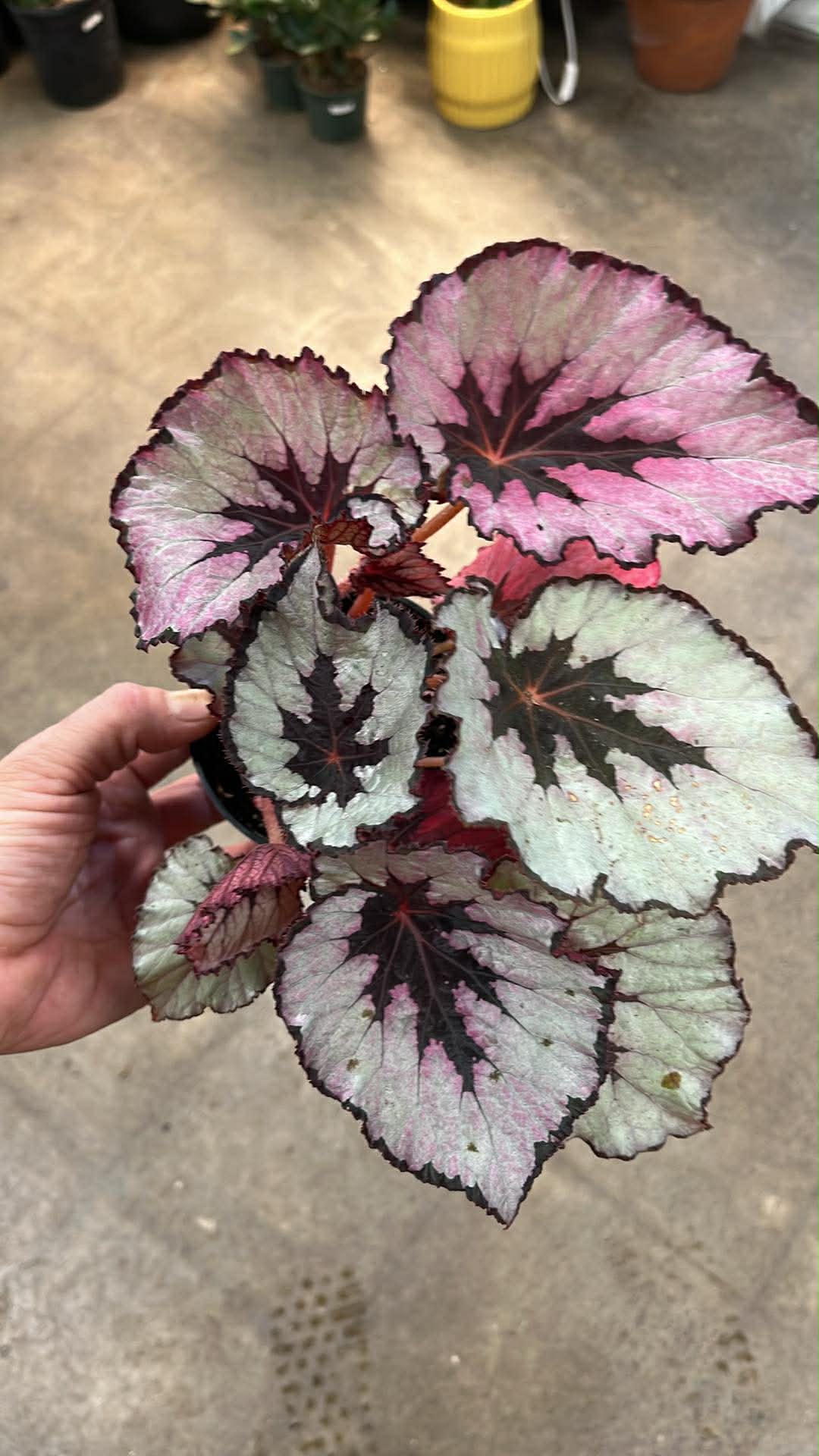Begonia Rex Spirit of Kwale