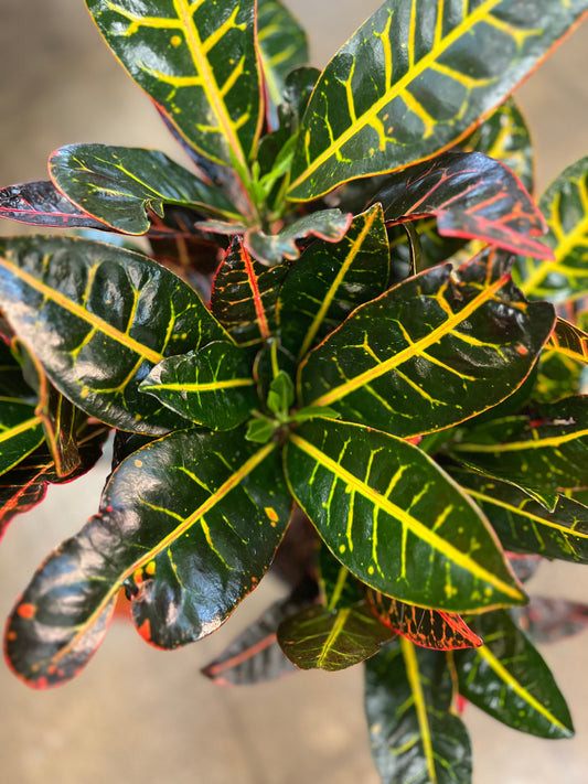 Croton Petra