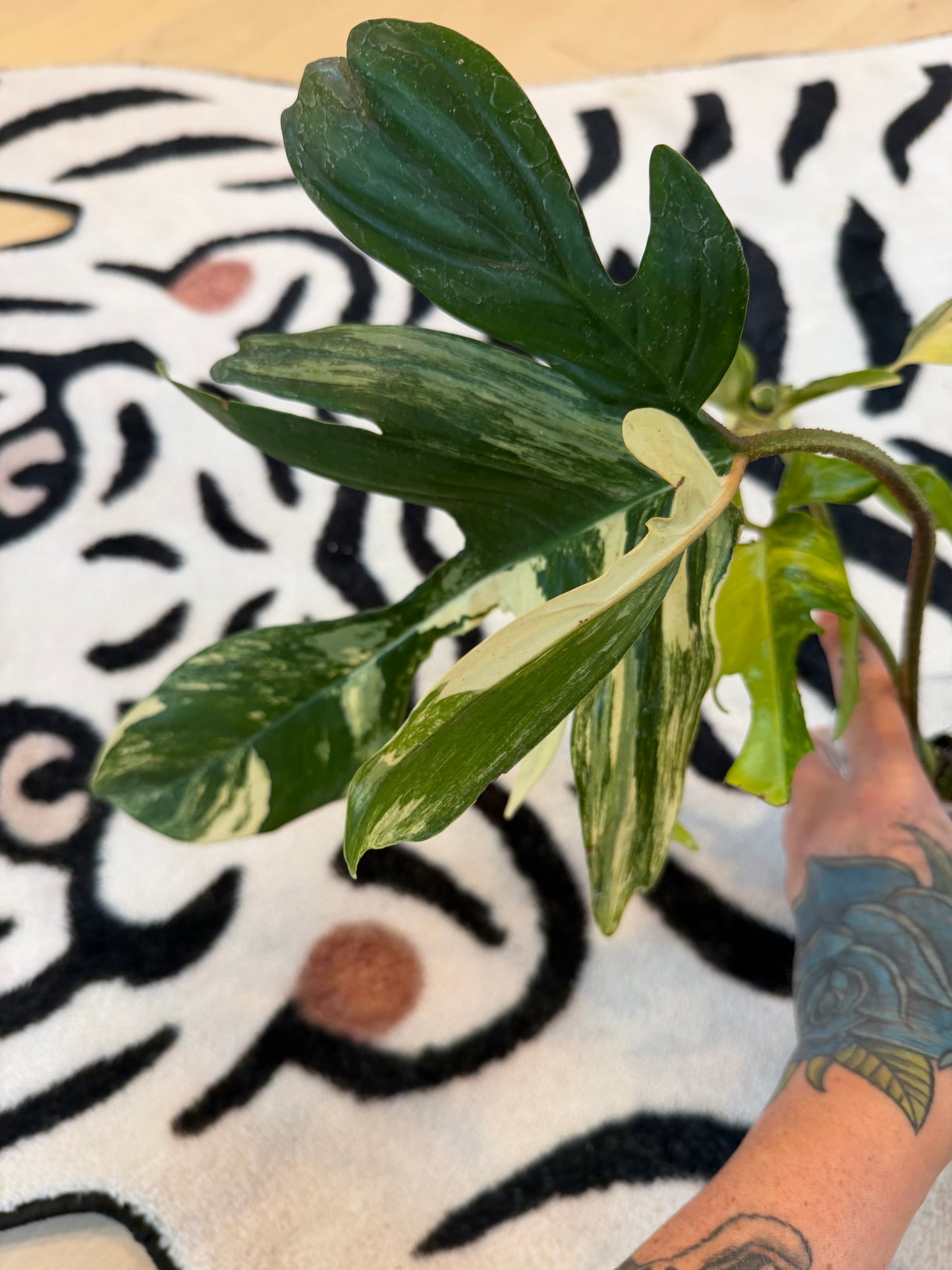 Philodendron Florida Beauty Variegated Large #3
