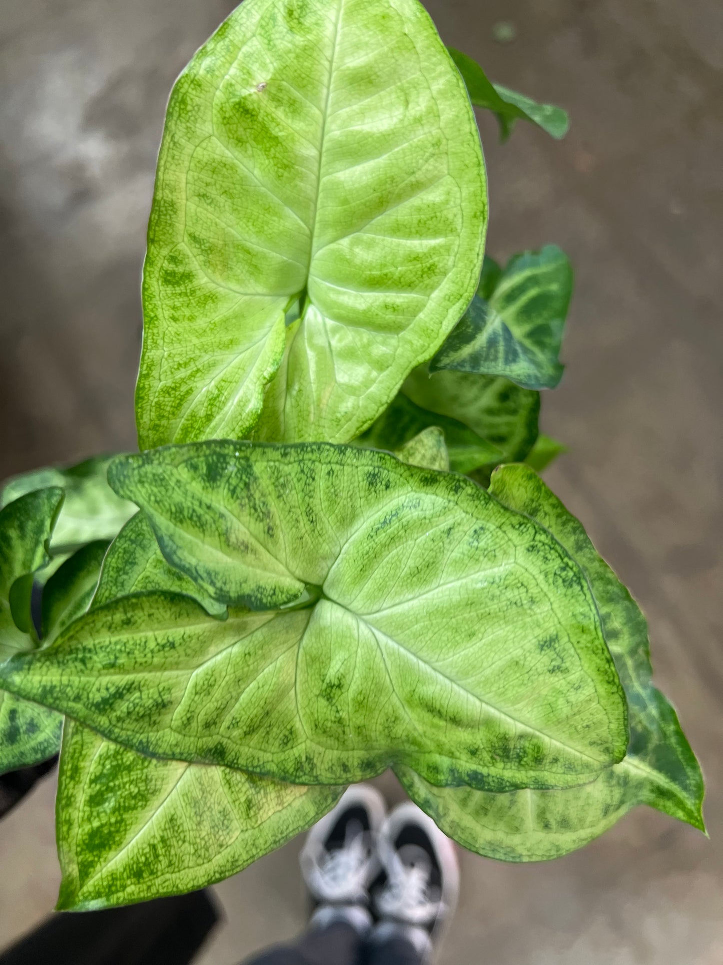 Syngonium White Butterfly