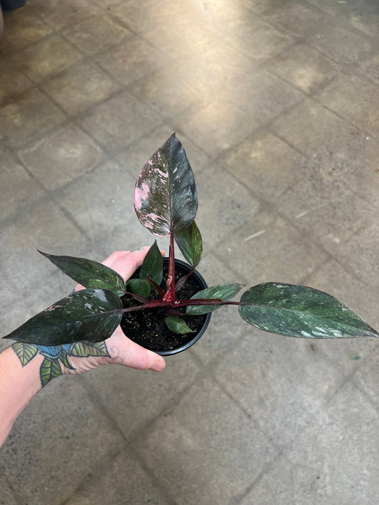 Philodendron Pink Princess