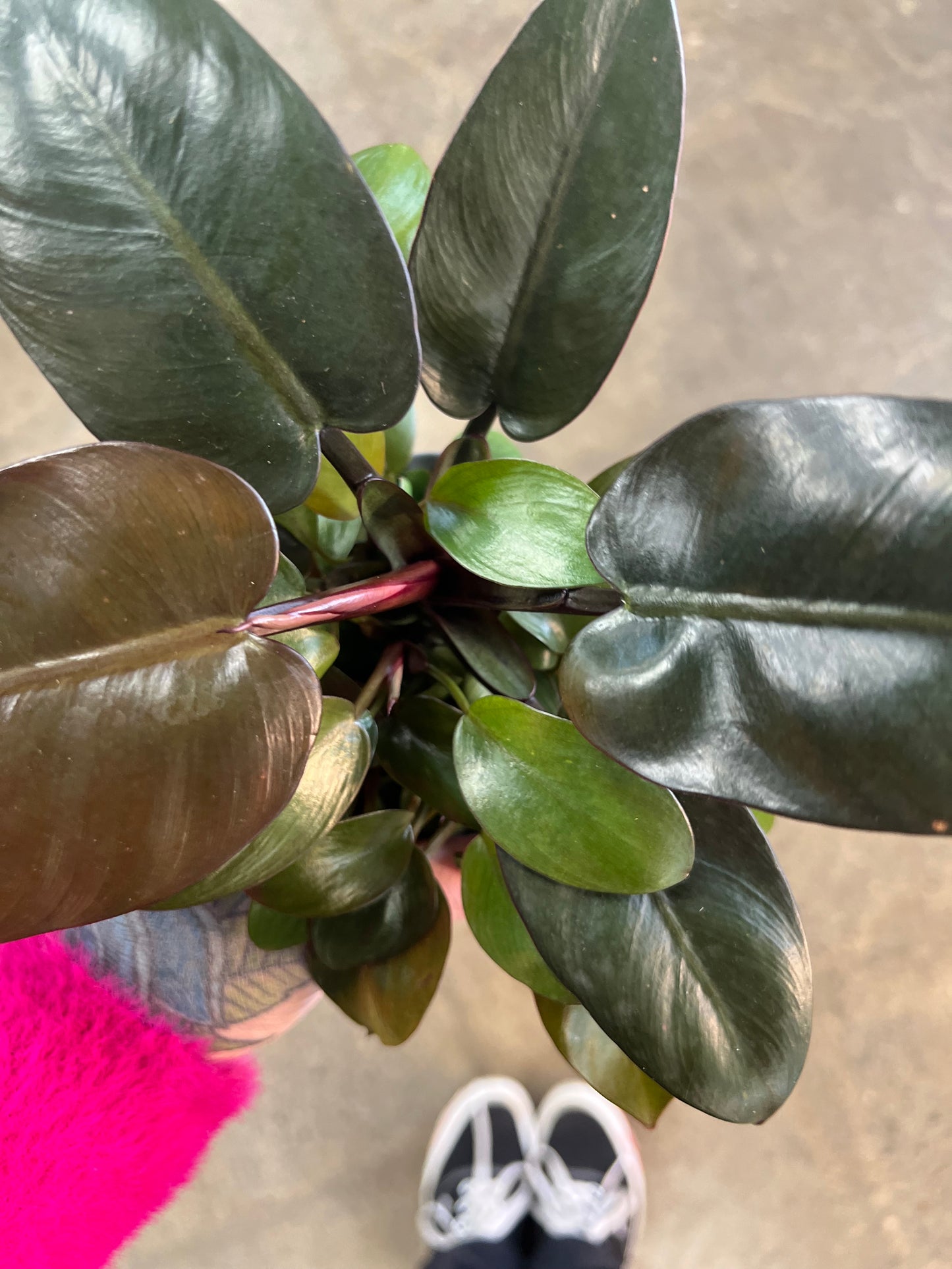 Philodendron Black Cardinal