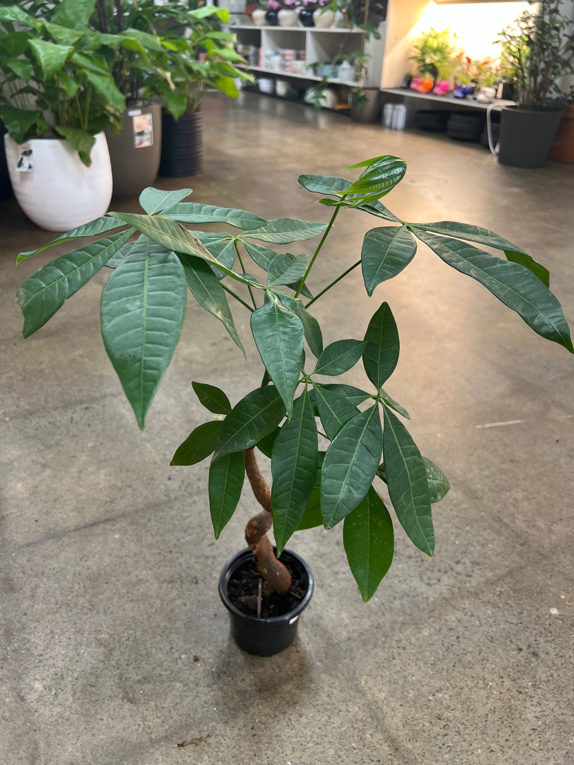 money tree serpent Pachira Aquatica / Money Tree Serpent – jungleroseinc