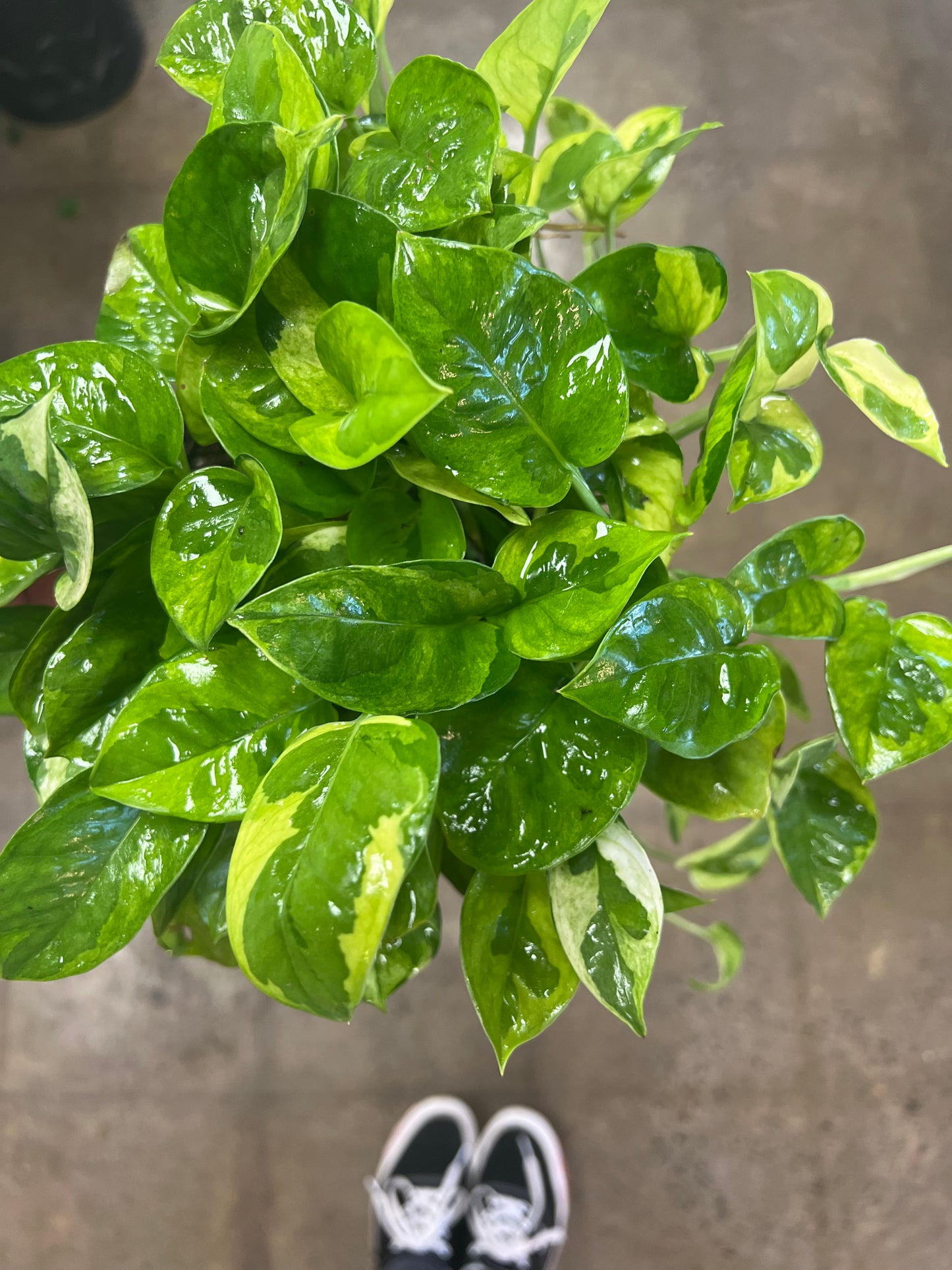 Pothos Lemon Meringue