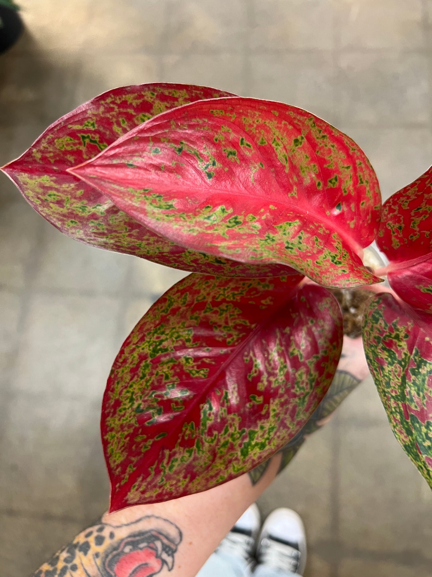 Aglaonema Stardust