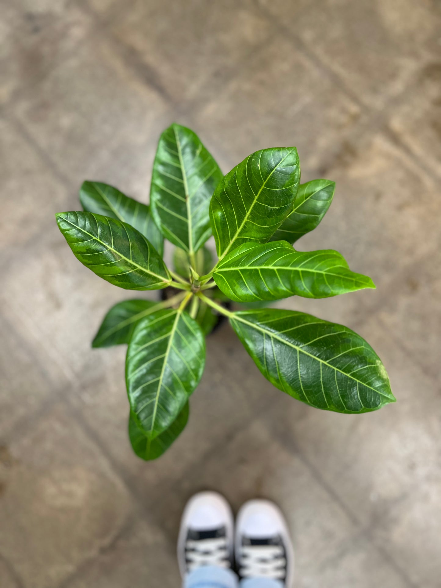 Ficus Altissima