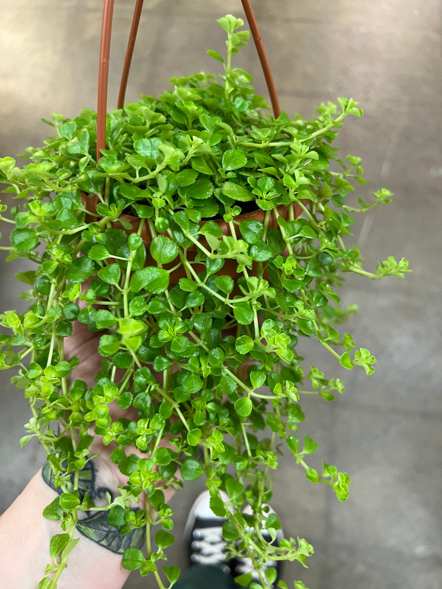 Pilea Depressa