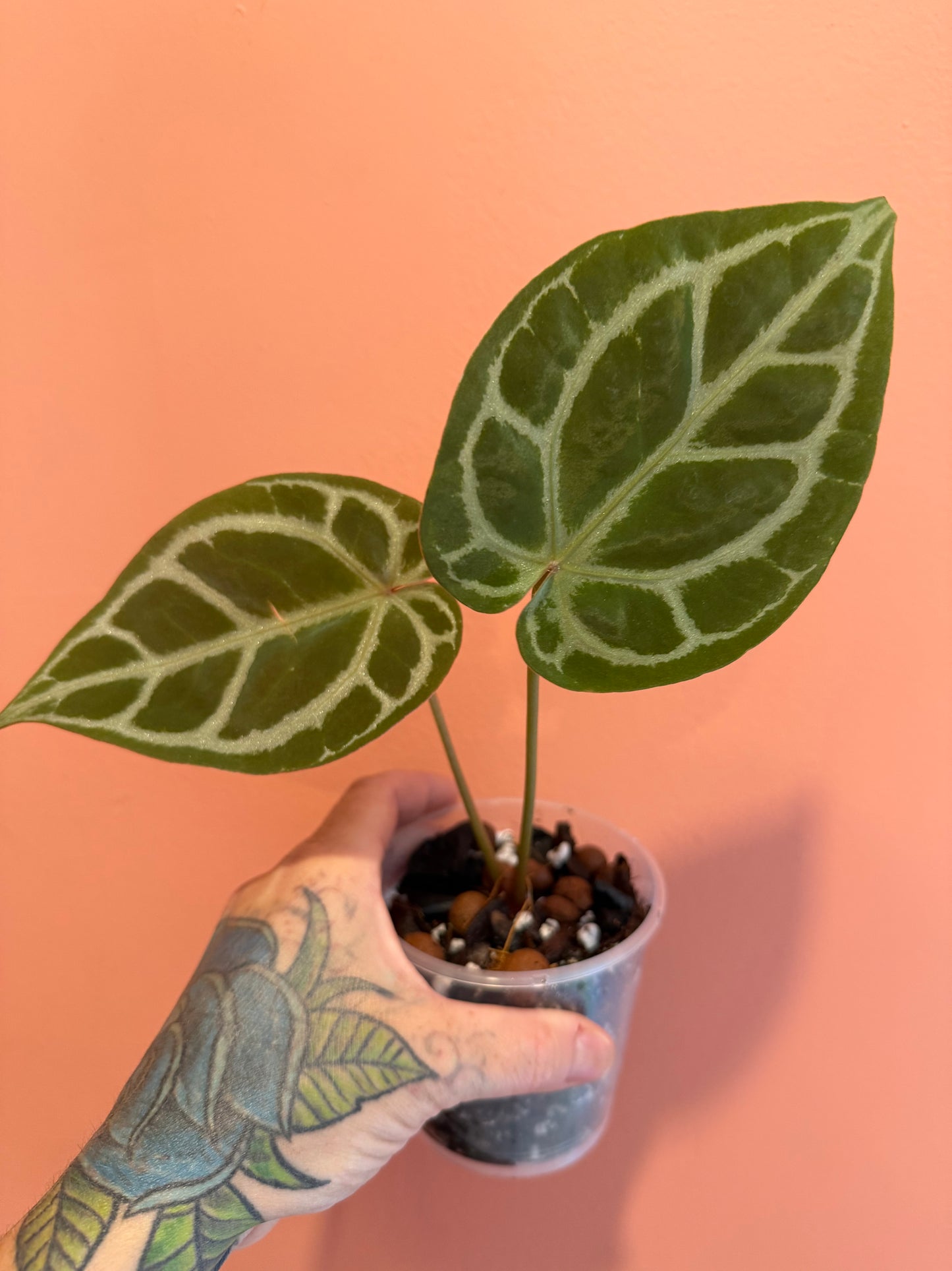 Anthurium (SKG Silver x Red Magnificum) X (Muchlis x Red Crystallinum NSE)