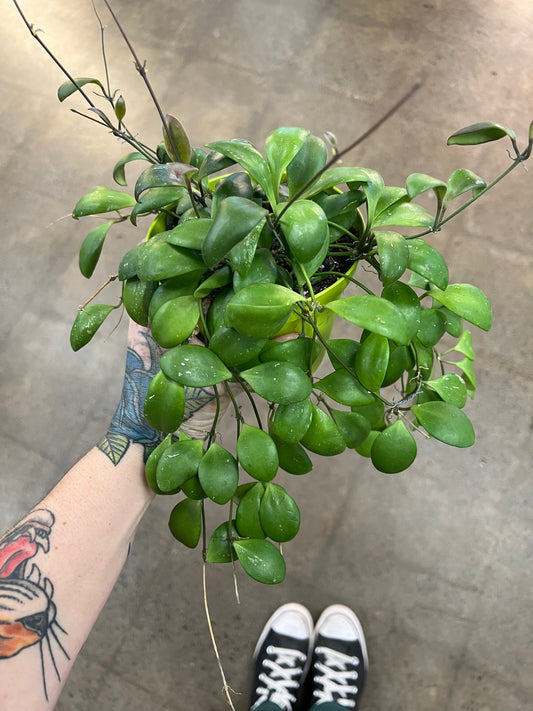 Hoya Brevialata