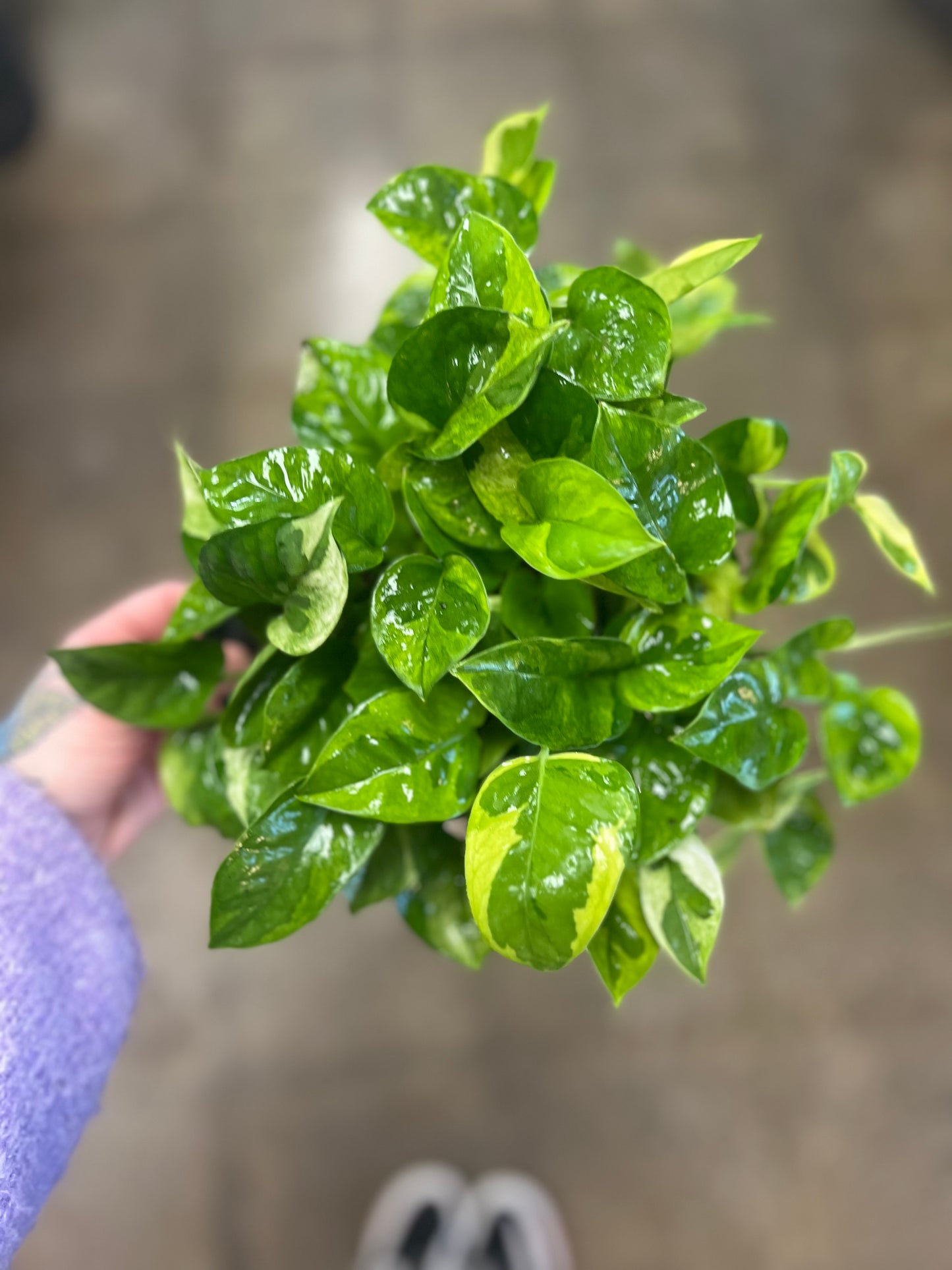 Pothos Lemon Meringue