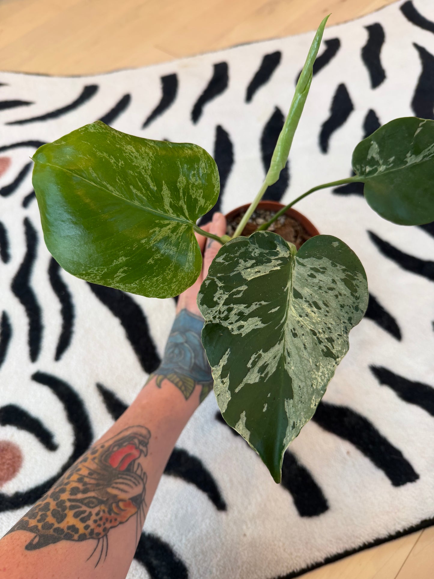 Monstera Bulbasaur #11