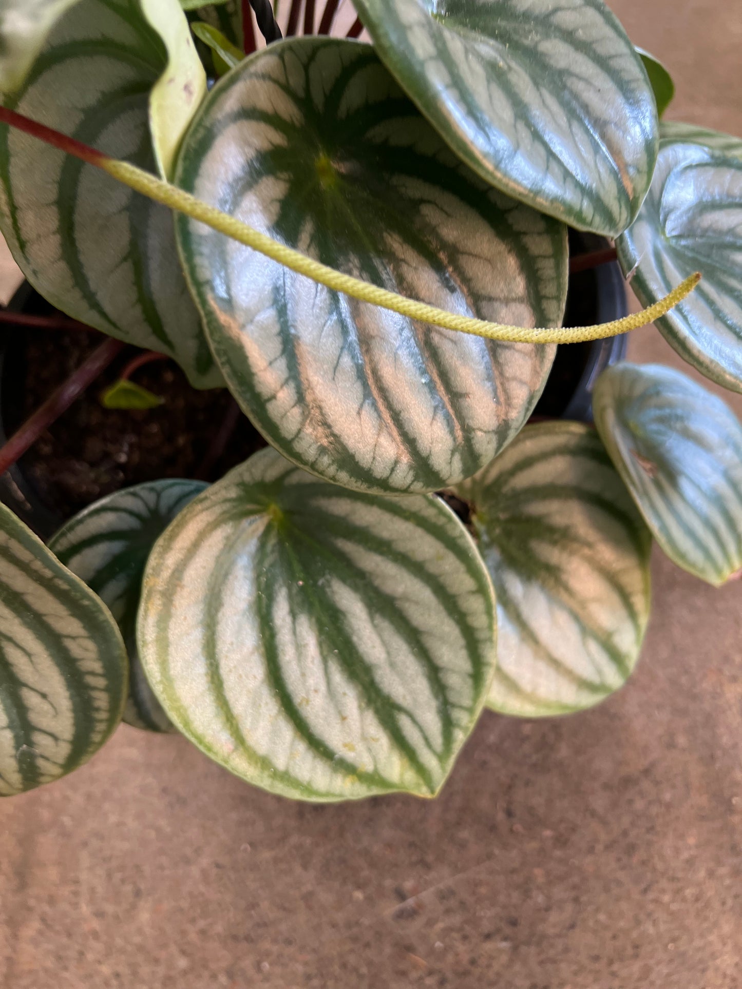 Peperomia Watermelon