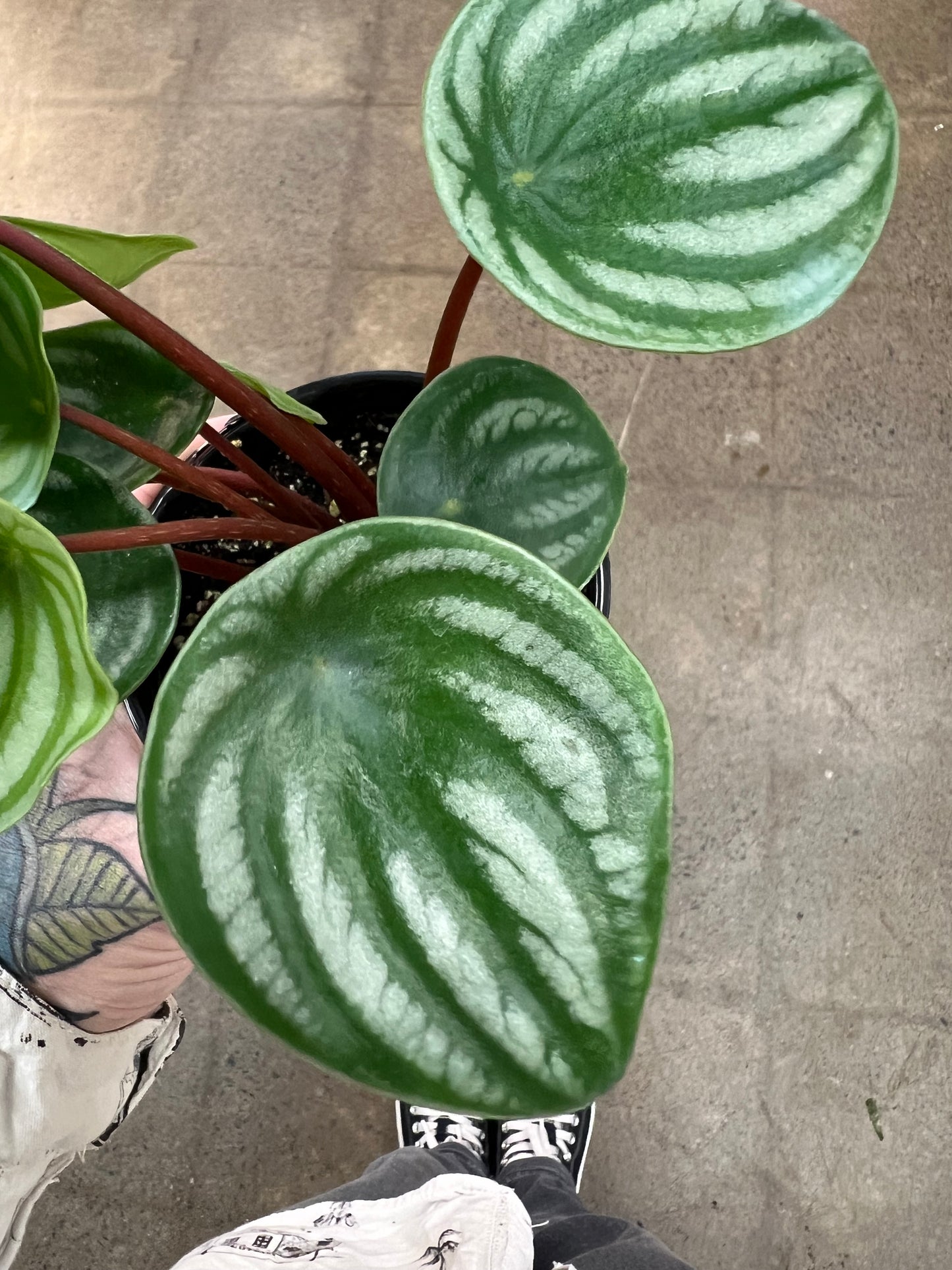 Peperomia Melon d'eau