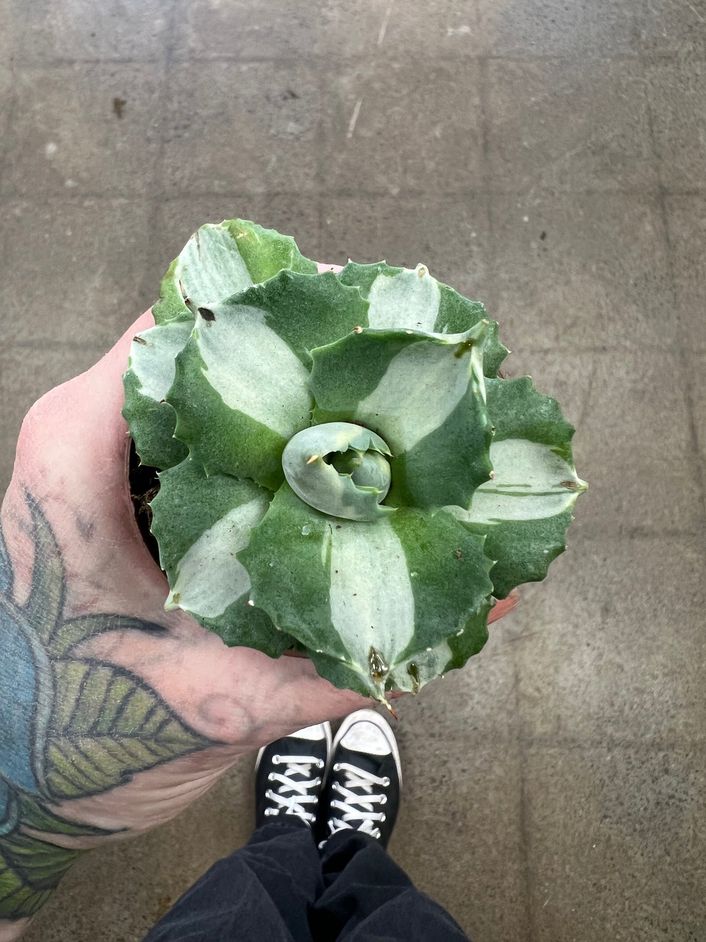 Agave Isthmensis Mediopicta