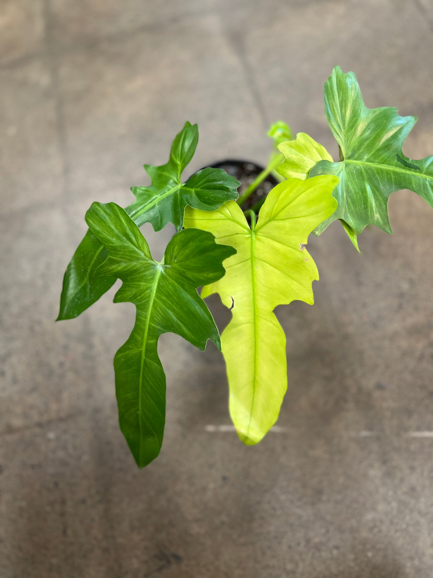 Philodendron Golden Dragon Mint